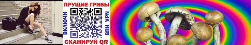 Галлюциногенные грибы Psilocybine cubensis  Райчихинск 